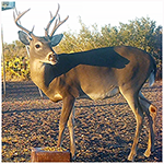 2021 Trail Cam photos